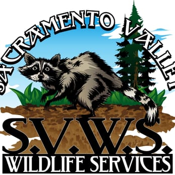 Dense forest landscape inside Sri Venkateswara Wildlife Sanctuary